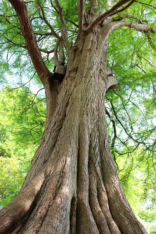 大沼泽柏树(taxodium distichum)树干的查象